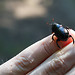 French Beetle!